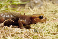 : Salamandra salamandra alfredschmidti; Fire Salamander