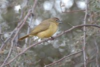 : Chlorocichla flaviventris; Yellow-bellied Bulbul