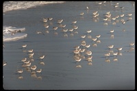 : Crocethia alba; Sanderlings