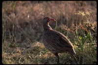 : Francolinus leucoscepus; Yellow-necked Spurfowl