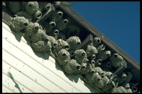 : Hirundo pyrrhonota; Cliff Swallow (nests)