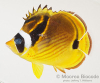 : Chaetodon lunula