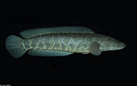 : Channa argus; Northern Snakehead