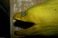 : Gymnothorax funebris; Green Moray Eel