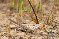 : Acrida ungarica; Grasshopper