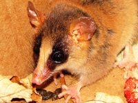: Gracilinanus microtarsus