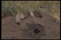 : Mungos mungo; Banded Mongoose