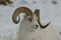 : Ovis dalli; Dall sheep