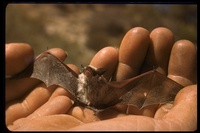 : Pipistrellus hesperus; Western Pipistrelles