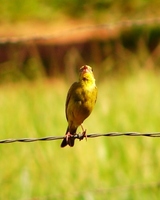 : Sicalis flaveola brasiliense; Can