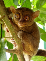 : Tarsius syrichta; Philippine Tarsier