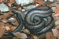 : Charina trivirgata roseofusca; Coastal Rosy Boa