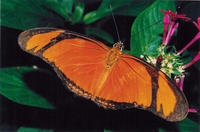 : Dryas iulia; Julia