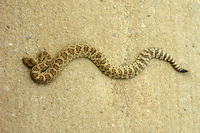: Northern pacific rattlesnake
