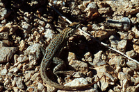 : Uta stansburiana; Side-blotched Lizard