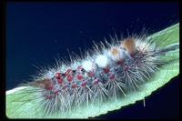 : Orgyia gulosa; Tussock Moth