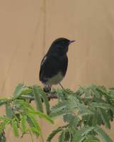 Pied Bushchat (Saxicola caprata) 2004. december 29. Bharatpur, Keoladeo Ghana National Park