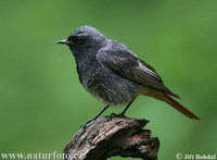 Black Redstart (Phoenicurus ochruros)