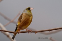 Grey-capped Greenfinch Carduelis sinica