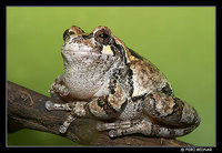 Gray Treefrog (Hyla versicolor/chrysoscelis), captive