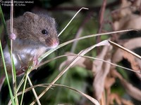 Dværgmus (Micromys minutus)