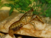 Procambarus fallax