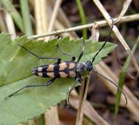 Leptura quadrifasciata quadrifasciata