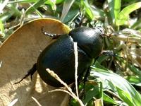 Pentodon bidens punctatus