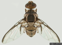 Bactrocera carambolae