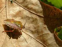 Carpocoris purpureipennis