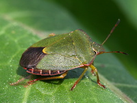 Palomena viridissima