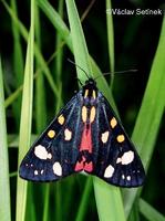 Callimorpha dominula - Scarlet Tiger