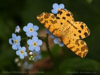 Pseudopanthera macularia - Speckled Yellow