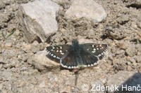 Pyrgus serratulae - Olive Skipper