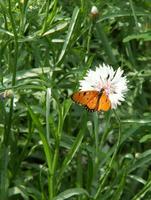 Acraea violae - Tawny Coster