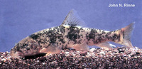 Catostomus cahita, Cahita sucker: