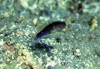 Asterropteryx ensifera, Miller's damsel:
