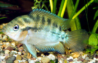 Archocentrus multispinosus, Rainbow cichlid: fisheries, aquarium
