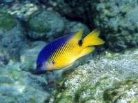 Stegastes rocasensis, Rocas gregory: