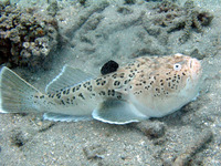 Uranoscopus sulphureus, Whitemargin stargazer: