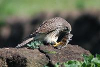 Image of: Falco tinnunculus (common kestrel), Ochotona curzoniae (black-lipped pika)