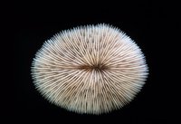 Fungia scutaria - Plate Mushroom Coral