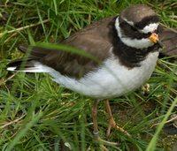 Charadrius hiaticula - Common Ringed Plover