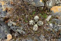 Pluvialis apricaria - Golden Plover