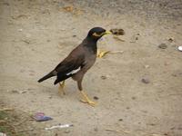 Acridotheres tristis - Common Myna