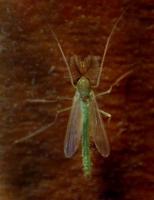 Image of: Chironomidae (midges)