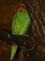 Glossopsitta concinna - Musk Lorikeet