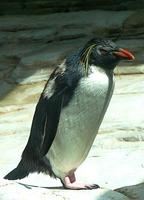Eudyptes chrysocome - Rockhopper Penguin