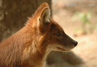 Cuon alpinus lepturus - Chinese Alpine Wolf