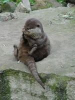 Amblonyx cinereus - Oriental Small-clawed Otter